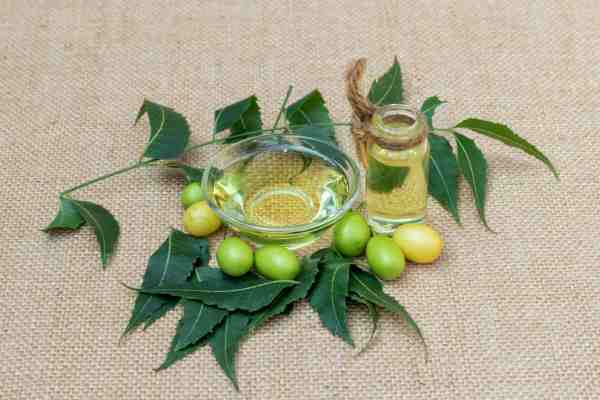 Neem oil with leaves and seeds shows a natural way to control aphids without chemicals.